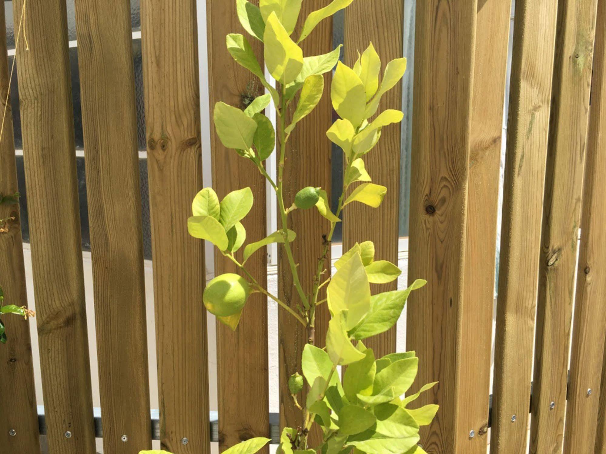 Lemon Tree Apartments Faro Buitenkant foto